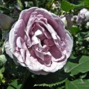 도당공원 이미지