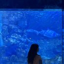 코엑스아쿠아리움 | [강남/삼성동] 🐠코엑스 아쿠아리움 &amp; 일상정원 데이트, 물멍부터 감성 맛집까지 정복!