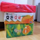 제주도 한라봉 / 레드향 / 감귤로 겨울식량 완비