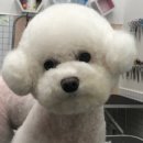 지아 애견샵 이미지