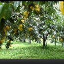 장덕2리 이미지