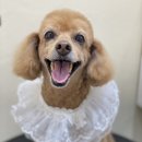 아미고펫 이미지