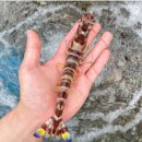 도원시장 | [대련] 도원시장 | 내돈내산 대련도원시장 우니 생새우 굴 초장집 조리 정보