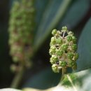 한산자리공 Phytolacca japonica Makino 이미지