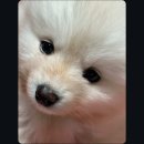 미앤멍 강아지분양 제주본점 | 제주시 노형동 애견분양 미앤멍 믿을수있는곳!no광고