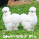 계두농장 | 닭 잘 키우는 방법, 주말농장 닭과 닭장 관리 방법