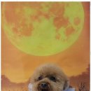 행복한 애견 미용 이미지