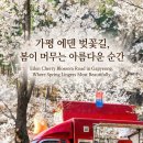 동산주유소 | 가평 에덴벚꽃길 벚꽃축제 2026 총정리 🌸 상천역 셔틀버스 시간표, 주차, 먹거리까지