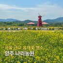 신들의풍차 | 5월 국내 여행지 추천 유채꽃 청보리 명소 양주 나리농원 개화 절정
