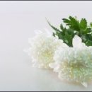 놀뫼장묘 | 논산 내동 벌초대행 서비스 이용 시 신뢰할 수 있는 업체 선정과 효율적인 관리 방법 분석