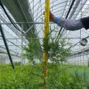 상록자이언트 이미지