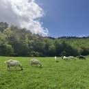 언덕위산양목장 이미지