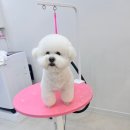 도그 살롱초코 이미지