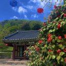 동백 이미지