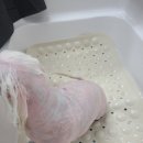 뽀삐 애견샵 이미지