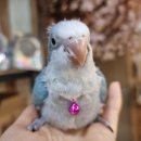 앵무세상 이미지