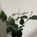 예진꽃농원 이미지