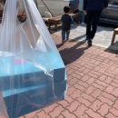 여수 돌산 바다김밥 포장 후기