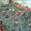 입곡군립공원(산림욕장) 이미지