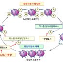 히스톤(HisTone) 이미지