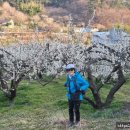 별의향기민박 이미지