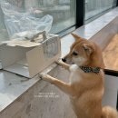 바르댕 | 영등포시장역 강아지케이크 ‘바르댕’ 주문 제작 후기 (무인 픽업 가능)