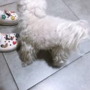 위례나무동물병원 이미지