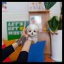 배곧애견샵 이미지