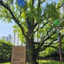 도봉 역사문화 길(1코스-연산군묘와 은행나무 길) | [서울 둘레길] 21코스 북한산 도봉 코스 스탬프 투어