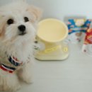 포썸(Pawsome) 네이버블로그