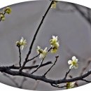 매화2공원 이미지