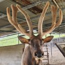 블루베리사슴농장 이미지