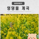 중문해수욕장주차장 | 제주 도민도 필수 유채꽃 코스 명소 중문 엉덩물계곡 |무료.주차·포토스팟·개화시기 한번에