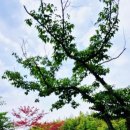 수승대콘도텔 이미지