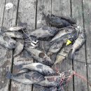 토도수산 이미지