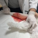 맑은 동물병원 | 11년째 내원 중인 광주 말바우동물병원 찐 후기