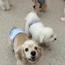 글로리퍼피 이미지