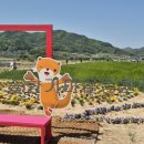 청보리축제장 이미지