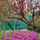 ❤️ 부천 춘덕산 복숭아꽃 축제 사진 ( 2023년 4월 23일) 이미지