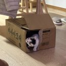 온레스트 그루밍 | 폭풍 성장 중