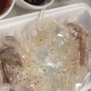 회결사포차