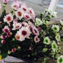 헵시바농원 이미지