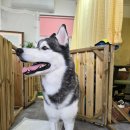 사랑할~개 이미지