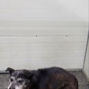 야로동물병원 이미지