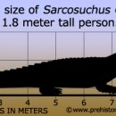 사르코수쿠스 이미지