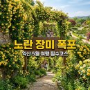 동화 속 요리세상 | 익산 목향장미 명소 추천! 금마면 노란 장미 폭포 방문 후기 및 꿀팁