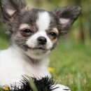 숲 동물의료센터 이미지