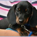 유성동물병원 이미지