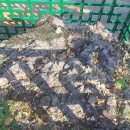 광령지석묘 1호 이미지