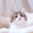 나는 고양이에 빠지다 이미지